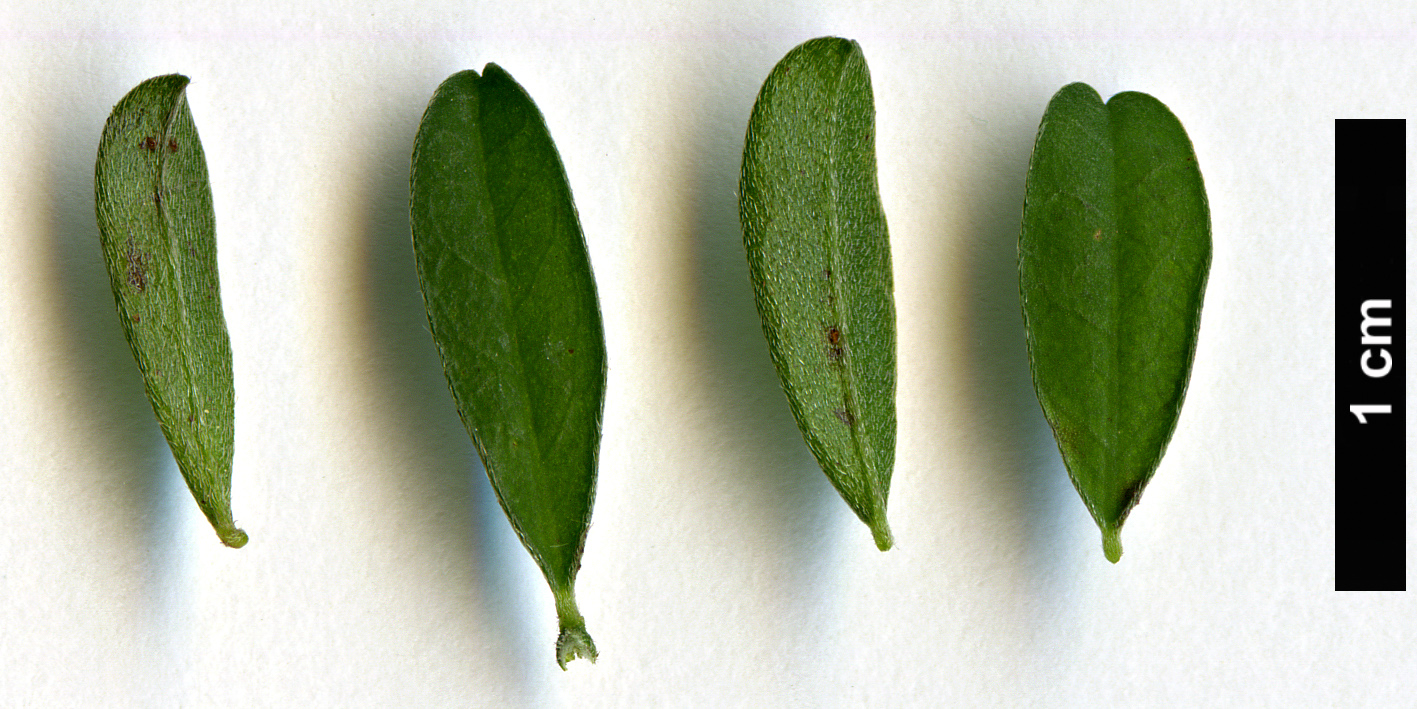 High resolution image: Family: Fabaceae - Genus: Cytisus - Taxon: decumbens